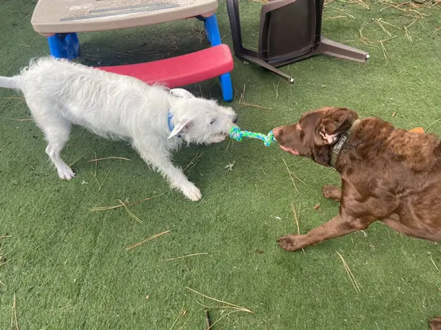 Dog day care center Grand Fur Lodge Hillsboro