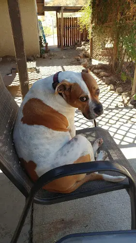 Rescue & Shelter Humane Society of the Desert Indio