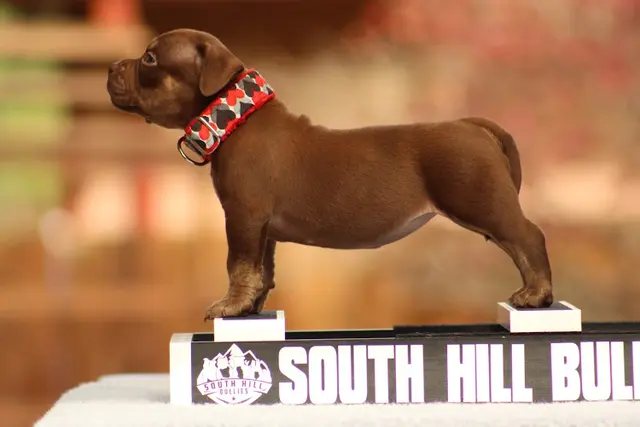 Dog breeder South Hill Bullies Federal Way