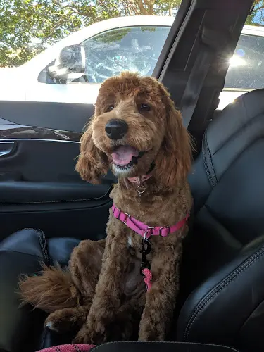 Dog Grooming Alamo Pet Grooming Concord