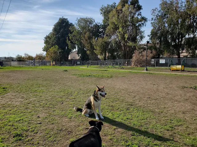 Dog Park Drigon Dog Park Fremont