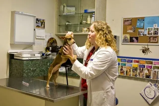 Pet vet VCA Los Altos Animal Hospital Carson