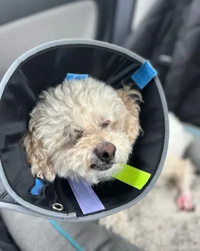 Pet vet Heart and Soul Animal Urgent Care Gresham