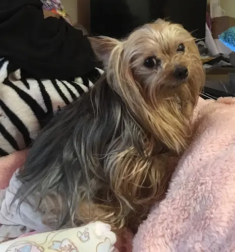 Dog breeder Tiny Yorkie Kisses Vallejo
