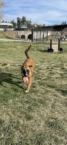 Dog Park Dog Park Ontario
