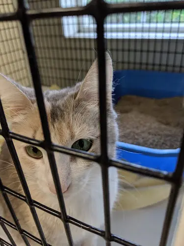 Rescue & Shelter Northwest SPCA Chico