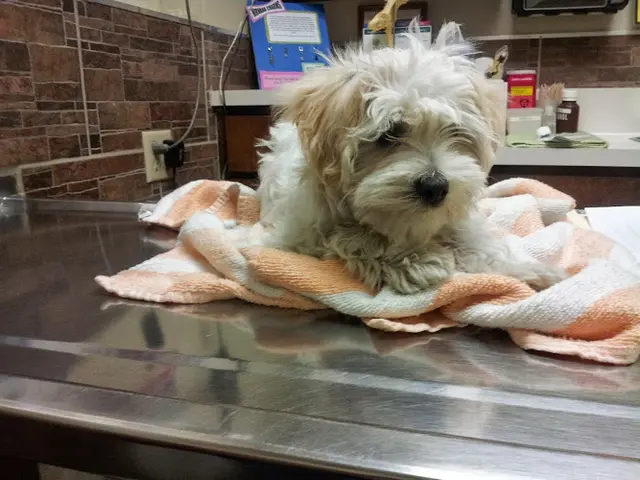 Pet vet Southern California Animal Hospital West Covina