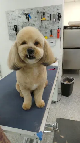 Dog Grooming Cali's Pet Grooming Mission Viejo