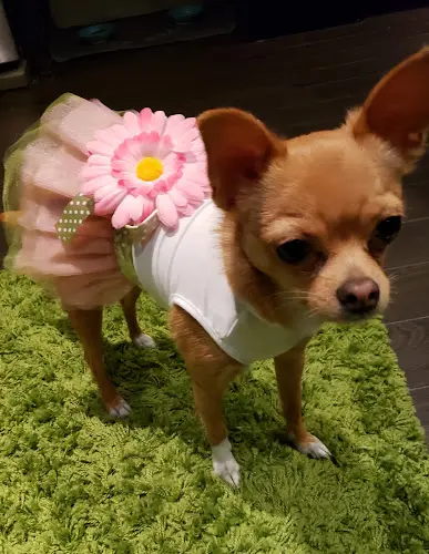 Dog breeder Petland Port Coquitlam Bellingham
