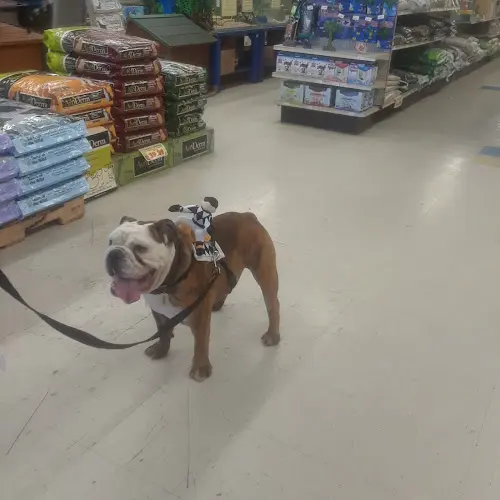 Pet boarding service Pets Plus Torrance