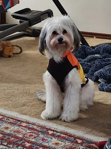 Pet boarding service VetIQ Petcare Vancouver