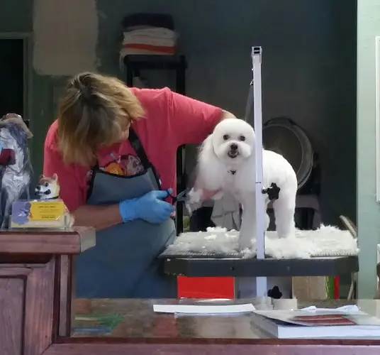 Pet boarding service Salvador Dogi Salon Escondido