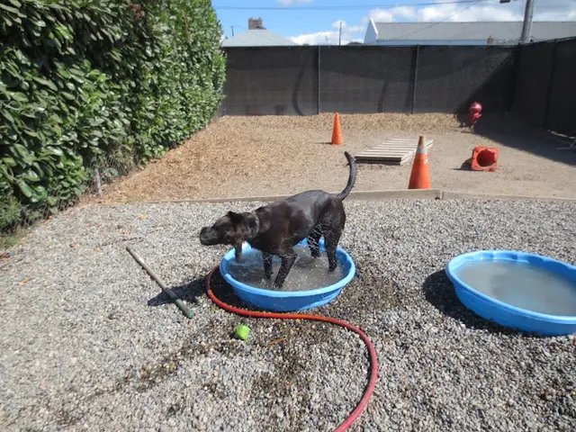 Dog trainer Unleashed Dog Daycare & Wellness Center, LLC Tacoma