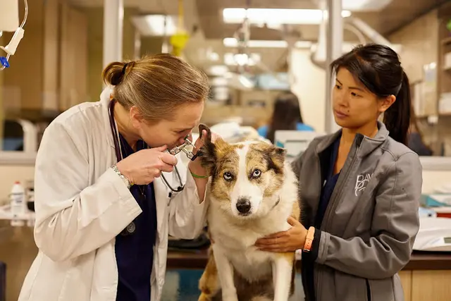 Pet vet VCA Bay Area Veterinary Specialists & Emergency Hospital San Leandro