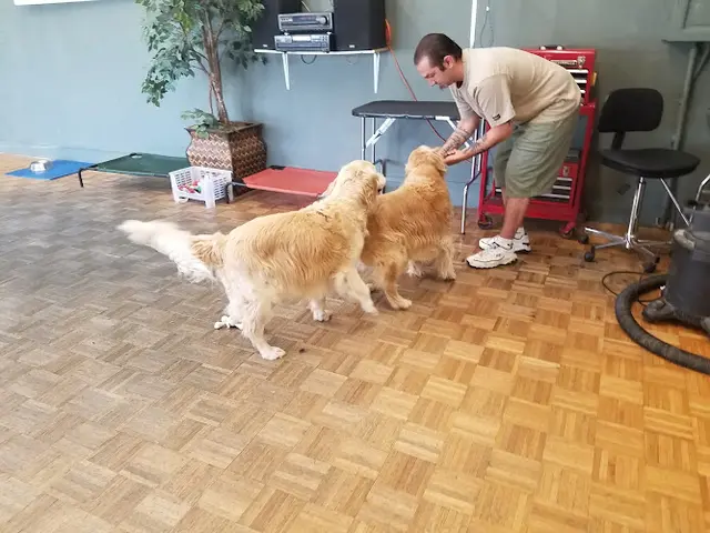 Dog Grooming Tatiana's Dog Grooming Santa Rosa