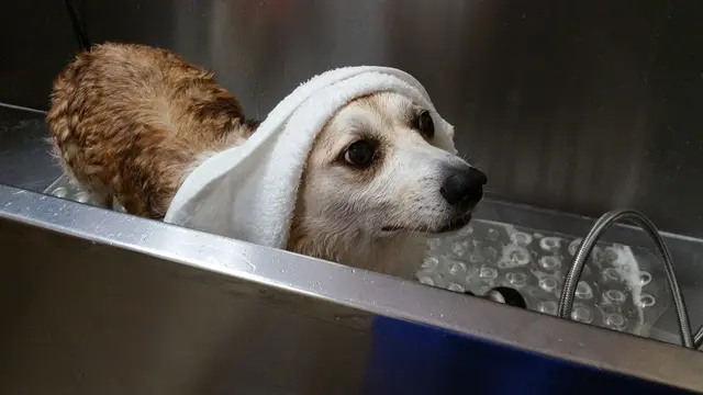 Pet boarding service Animalia Huntington Beach