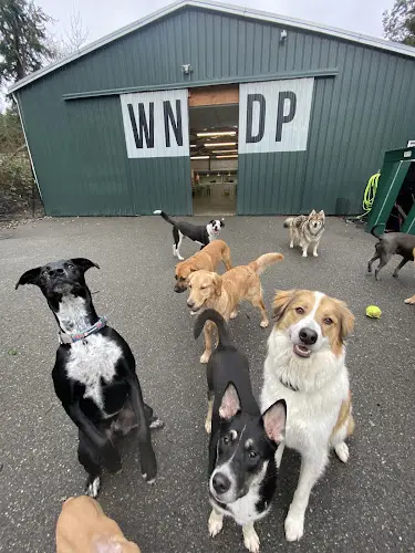 Dog day care center Wet Noses Dry Paws Tacoma