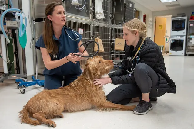 Dog day care center Veterinary Referral and Emergency Center of Central Oregon Bend
