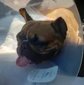 Pet vet Summit Animal Hospital: Bullock Caroline DVM Vancouver