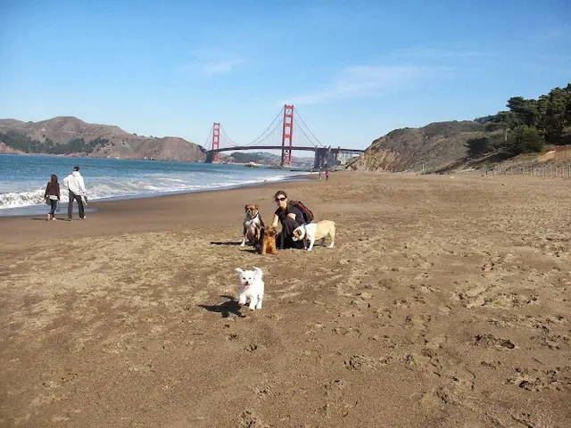 Dog walker Walk This Way SF San Francisco