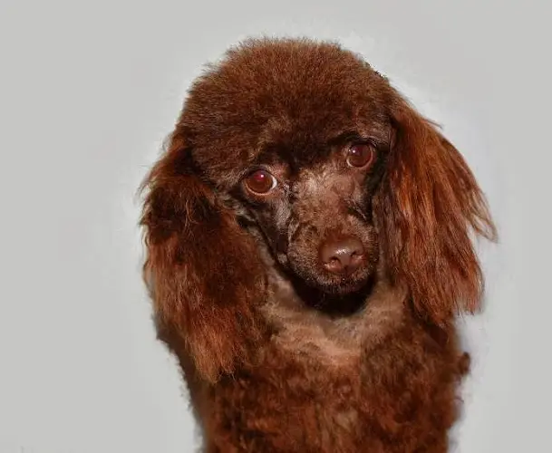 Rescue & Shelter Eilat Toy Poodle Breeders- Puppies Available- Los Angeles Palmdale