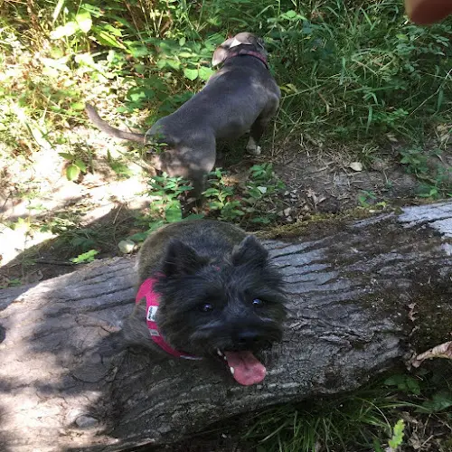 Dog walker Savvy Tails & Trails, LLC Portland