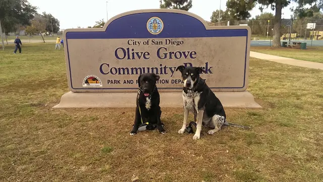 Dog Park Olive Grove Park San Diego