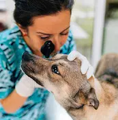 Pet vet Loving PAWS Veterinarian San Francisco