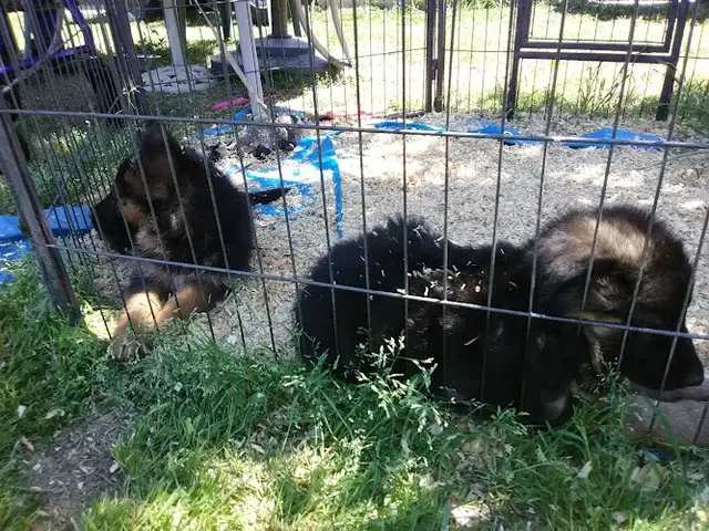 Dog Grooming Oak Glen Kennels German Shepherds And All Breed Grooming Moreno Valley