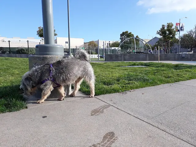 Dog Park In Chan Kaajal Park San Francisco