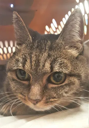 Pet vet Best Friends Veterinary Medical Center Gresham