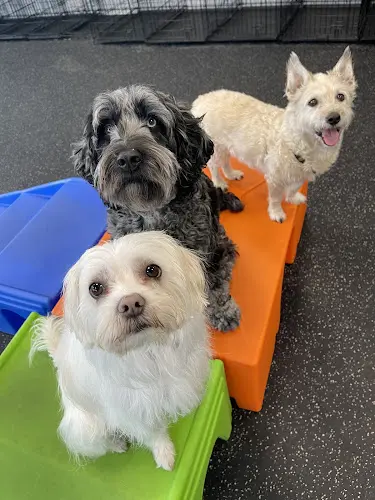 Dog day care center Dogtopia of Cedar Mill Portland