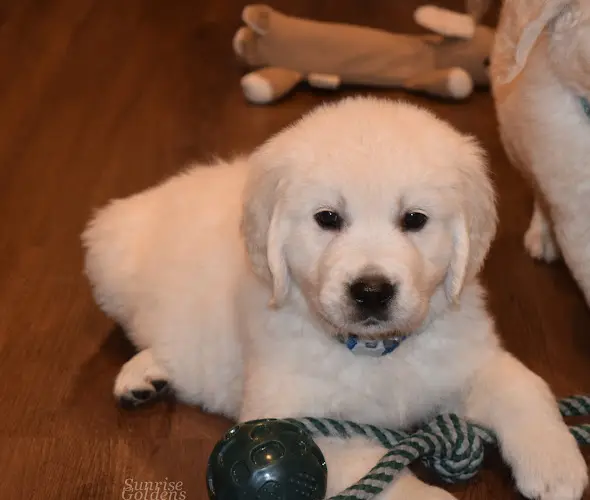 Dog breeder Sunrise Goldens Victorville