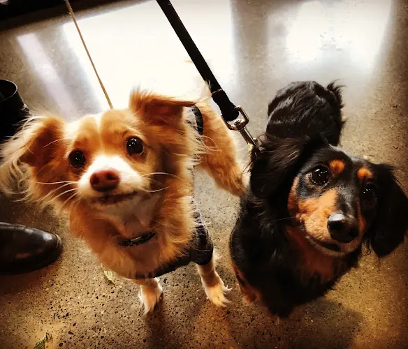 Pet vet Kenton Animal Hospital Gresham