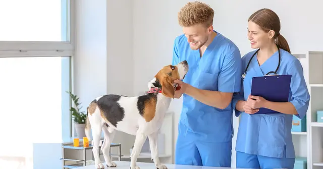 Pet vet Veterinary Health Partners Lancaster
