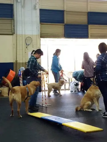 Dog trainer Jax Dog Drop Riverdog Seattle