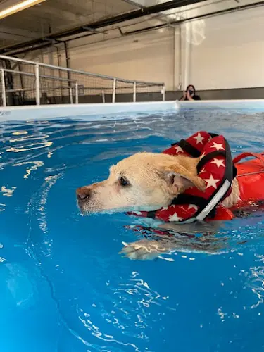 Pet boarding service Animal Wellness Center of OC Costa Mesa