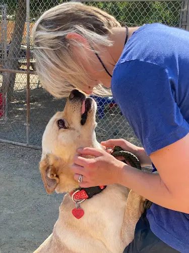 Rescue & Shelter California Labradors, Retrievers and More Oceanside