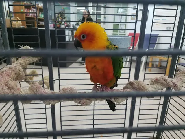 Pet vet For The Birds Sunnyvale
