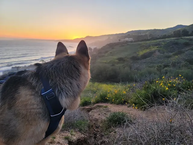Pet vet Cozycroft Pet Hospital Simi Valley