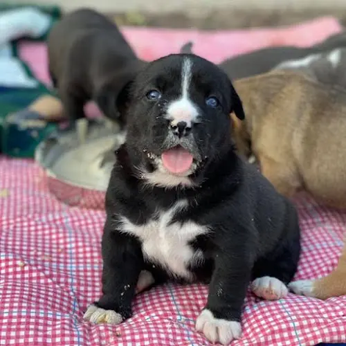 Rescue & Shelter Humane Society For Inland Mendocino County Redding