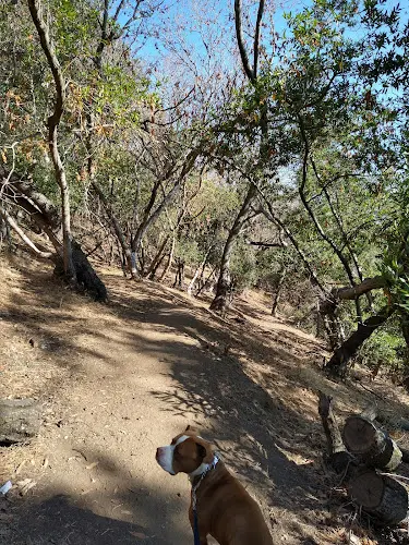 Dog Park Carlos Bee Park Hayward