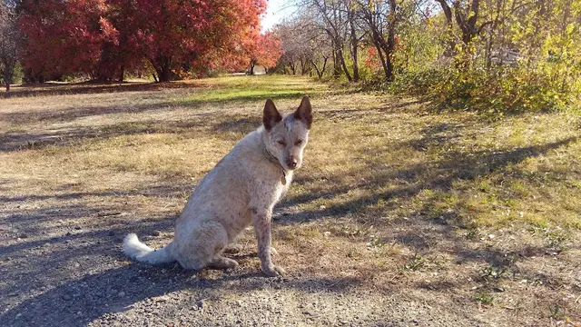 Dog Park Comanche Trail Chico