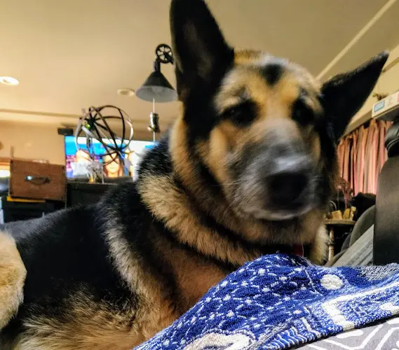 Rescue & Shelter Happy Hearts German Shepherd Rescue Chula Vista