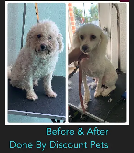 Dog breeder Discount Pets Anaheim