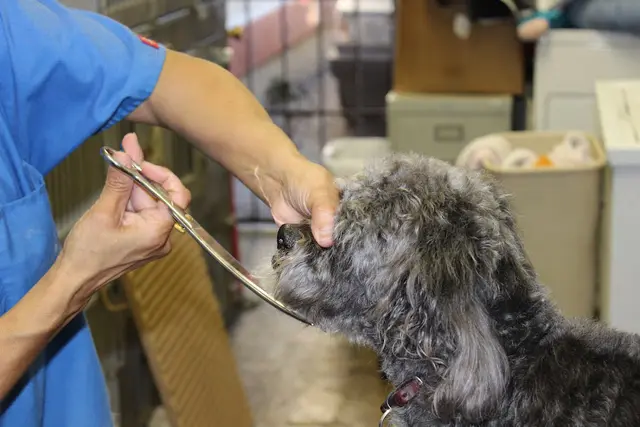 Rescue & Shelter Westside Pet Stop Los Angeles