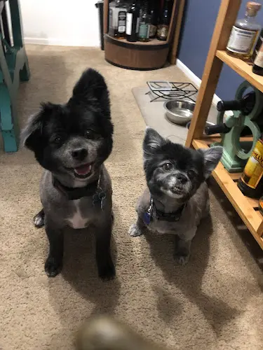Pet boarding service Pimp My Pooch Burbank