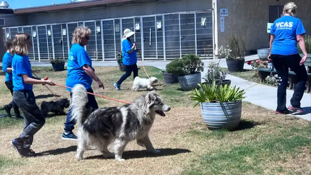Dog breeder Ventura County Animal Services Ventura