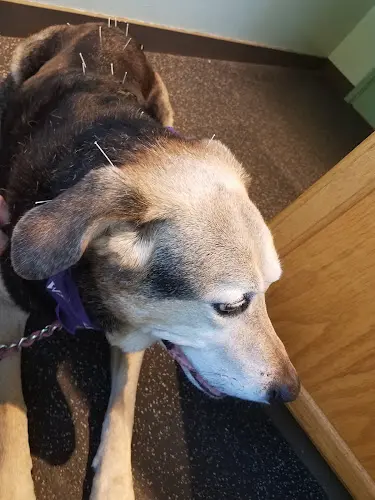 Pet vet Animal Wellness and Rehabilitation Center Kirkland