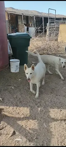 Dog trainer JB New Feed Store Fontana